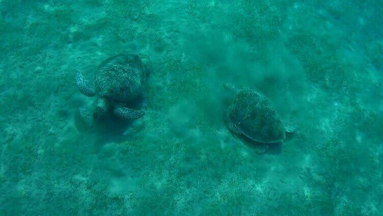 埃及阿布达布，红海，马萨阿拉姆，两只绿海龟(Chelonia mydas)在吃海草