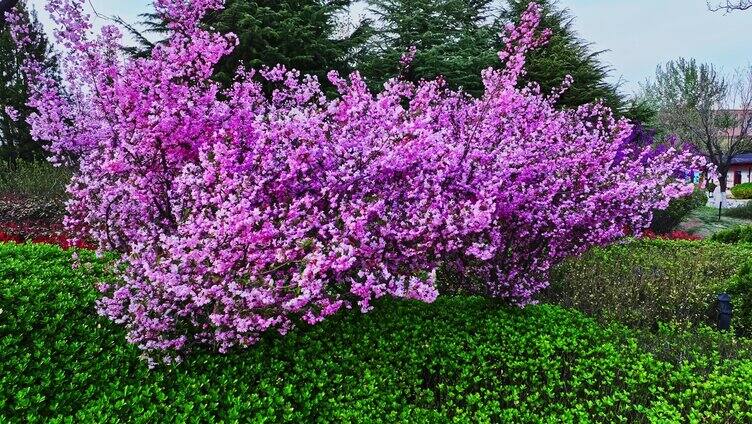 航拍 古风建筑樱花