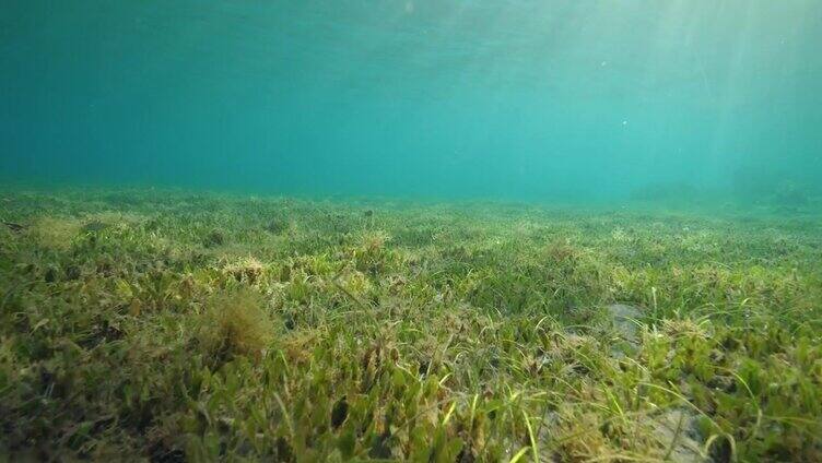 海草床的水下视图与阳光照耀在水上。