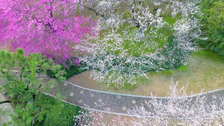 杭州植物园灵峰探梅公园 梅花风景视频素材