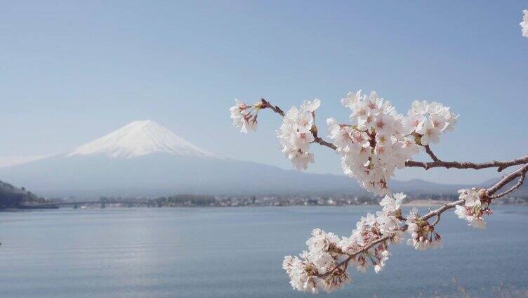 美丽的樱花盛开在富士山