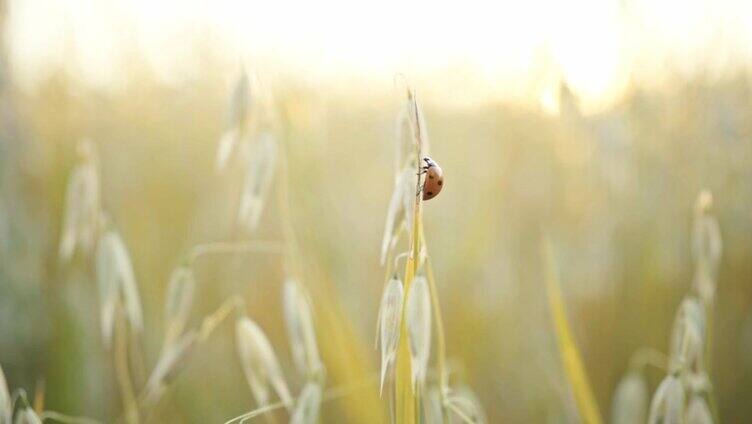 燕麦田。金色的燕麦穗收拢了。一只瓢虫坐在麦穗上。阳光下的乡村景色。麦田成熟穗的背景。丰富的收获理念。