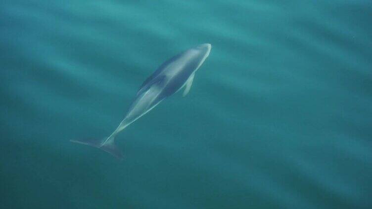 黑海豚冲破巴塔哥尼亚海平静的水面