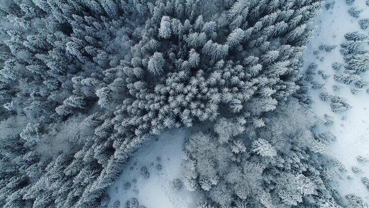 空中向下拍摄的冬天森林与白雪覆盖的树木。