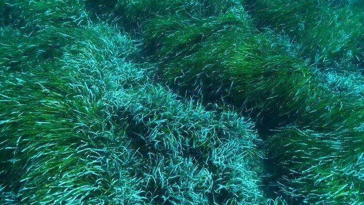 浓密的绿色海生草Posidonia的特写。俯视绿色海草地中海绦草或海王星草(Posidonia)。地中海、塞浦路斯