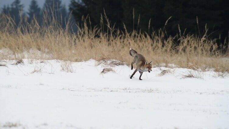 可爱的小红狐在白雪覆盖的草地上奔跑