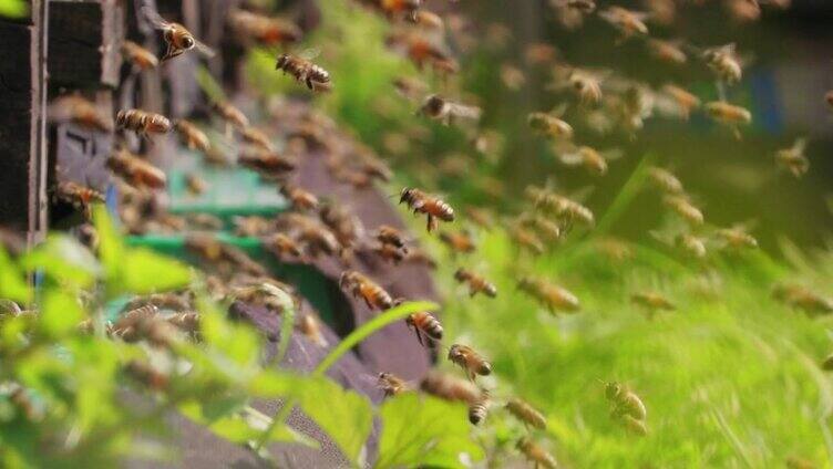 一群蜜蜂围着蜂巢飞来飞去