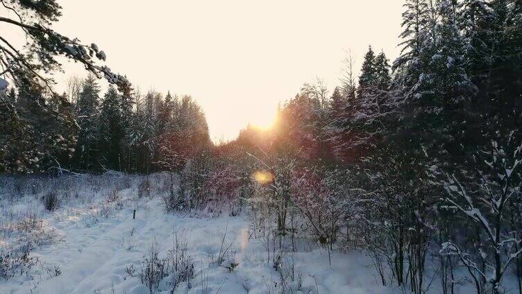 白雪覆盖的树枝在冬天的森林里