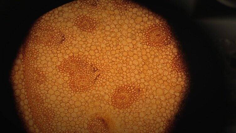 实验室显微镜下观察到的显微镜细胞。