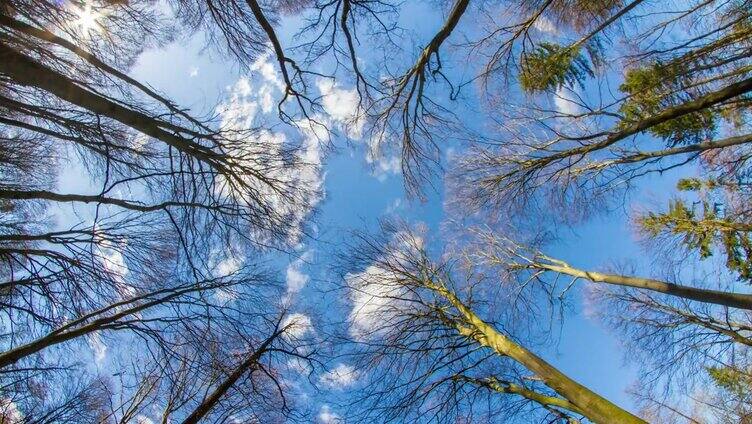 云景在森林上空