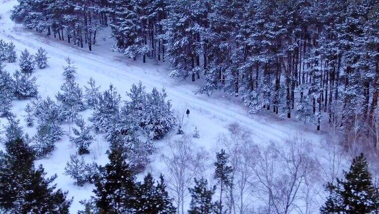 冬天的森林皑皑白雪