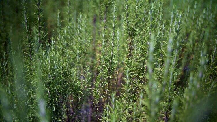 新鲜的迷迭香绿色草本植物生长在花园