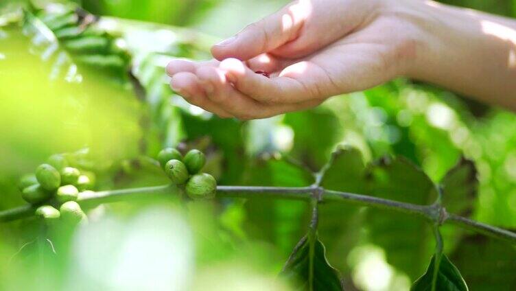 在阳光明媚的日子里，在咖啡树旁手工采摘红浆果、咖啡豆。