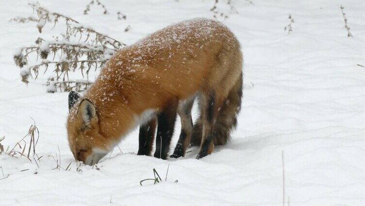 在北美冬天用几根干树枝在雪中觅食的狐狸