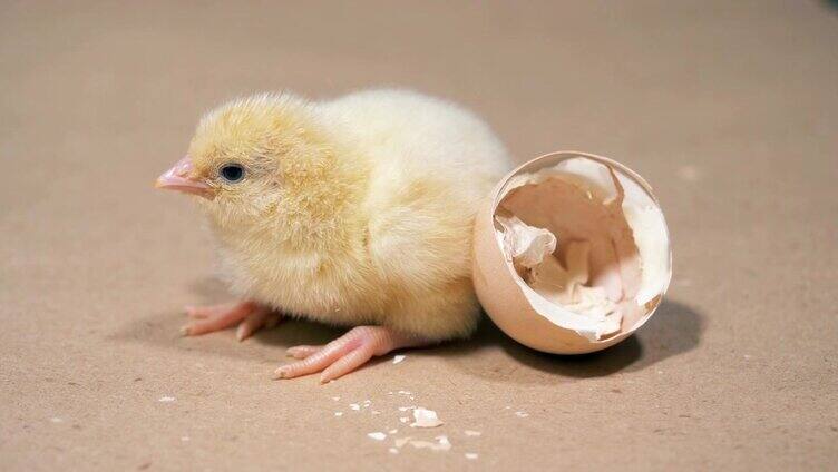 孵出的小鸡靠近蛋壳，特写。农场里从蛋中孵出的小鸡。