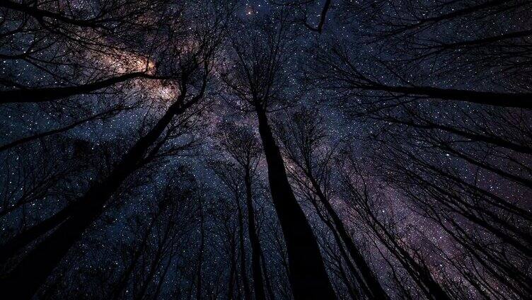 一场流星雨划过清澈的夜空，掠过森林的轮廓