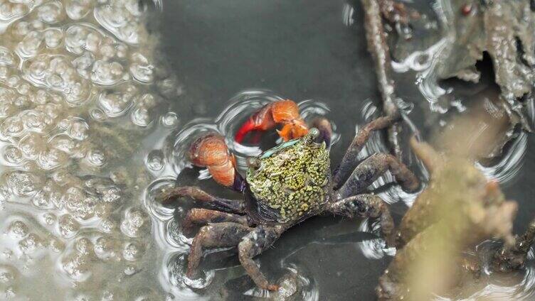 红树林螃蟹