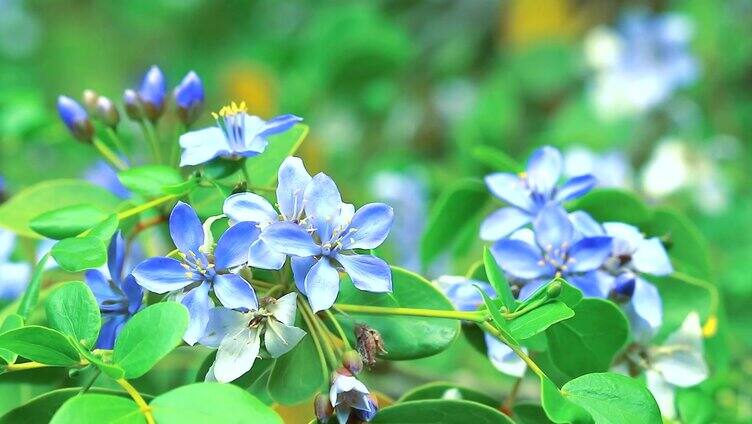 蓝白花盛开在花园里