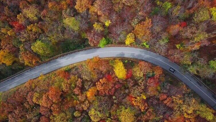 头顶鸟瞰图的乡村道路在阳光充足的秋天森林