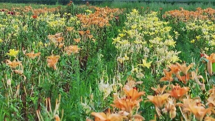 百合花盛开季节航拍