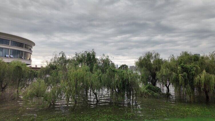 天空树林清晨