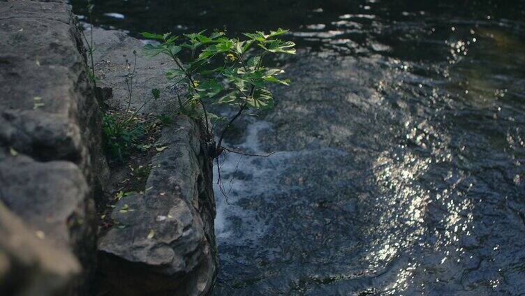 绿色自然植物小溪流水