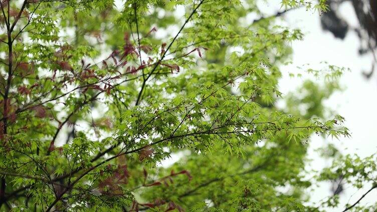 自然春天枫叶绿色嫩芽