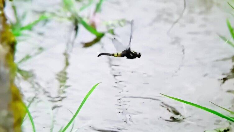 蜻蜓点水素材