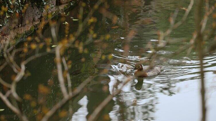 自然小河绿植鸭子游泳