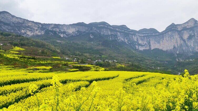 春天大山绝壁油菜花花海航拍