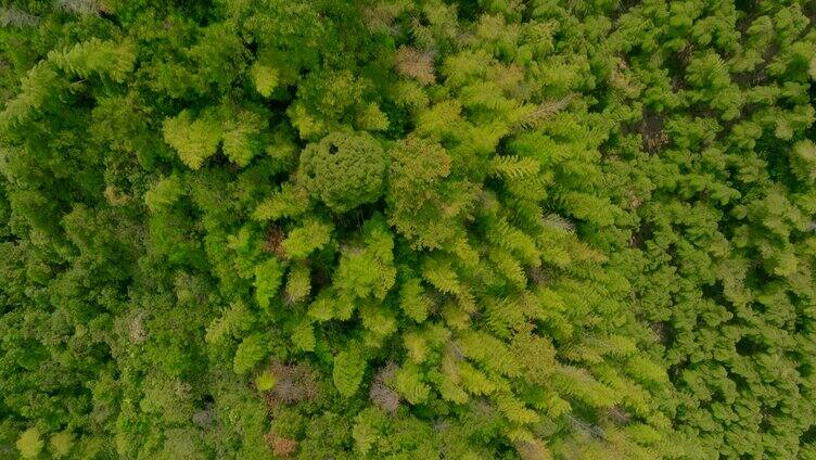 湖州莫干山度假村航拍