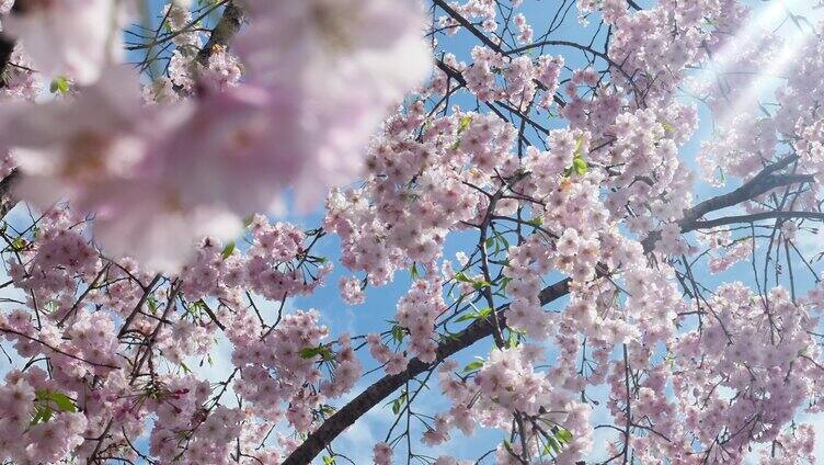 合集组镜春天阳光下的樱花花朵花瓣