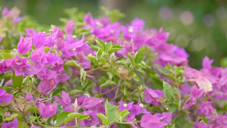 三角梅 三角花 野花