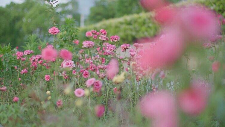 春天公园的月季花