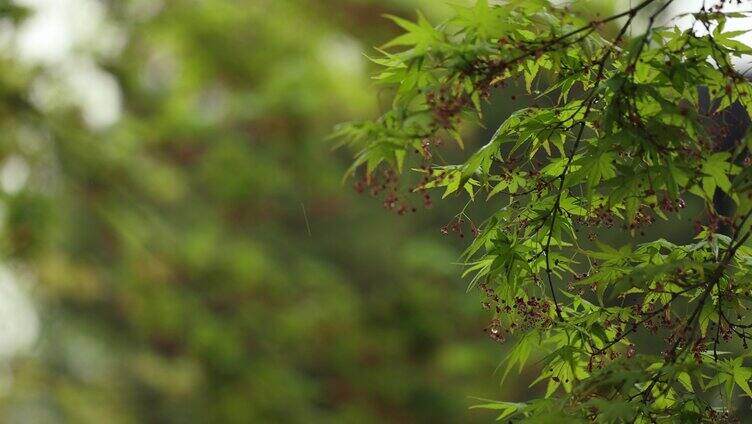 自然春天枫叶绿色嫩芽