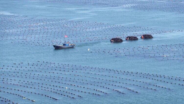 海洋牧场 海上粮田 海洋 海带 海珍品