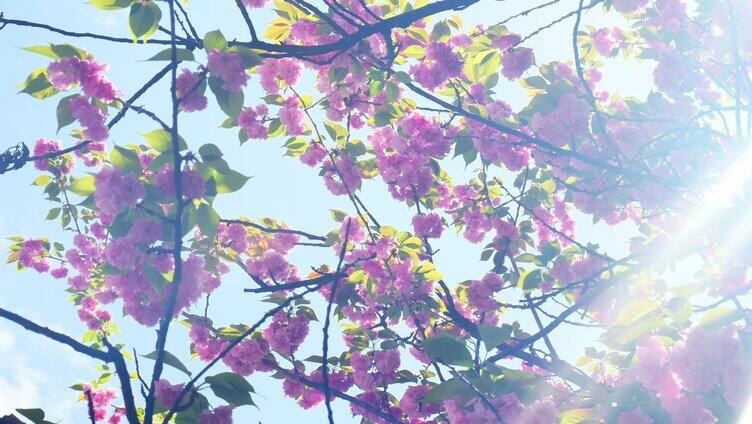 合集组镜春天阳光下的樱花花朵日本樱花