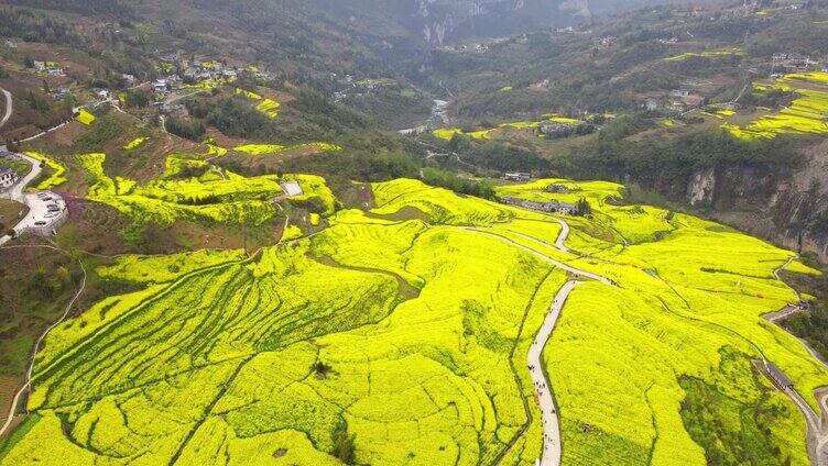 合集组镜湖北恩施大峡谷春天绝壁油菜花航拍