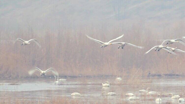 白天鹅在湿地飞翔嬉戏引吭高歌4K