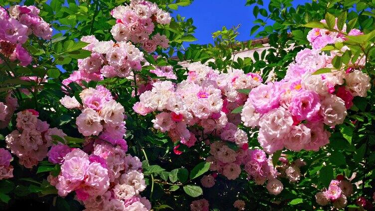 合集组镜唯美生态春天美丽蔷薇花花朵花海