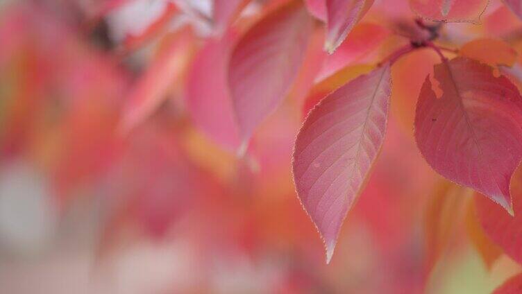 自然秋天红叶树枝特写横移