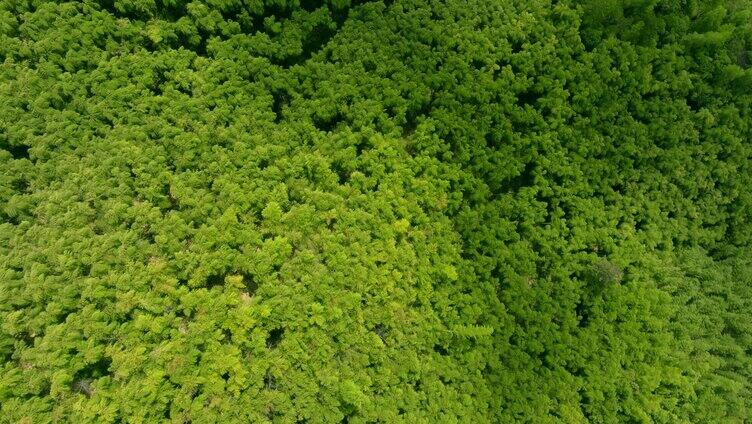 群山竹林顶视航拍浙江湖州