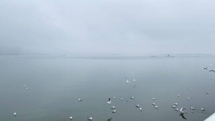 阴雨天昆明滇池的海鸥