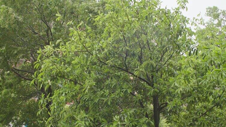 大风下雨的天气