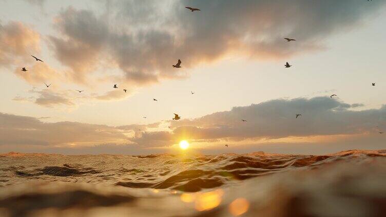 海鸥在海面上自由飞翔