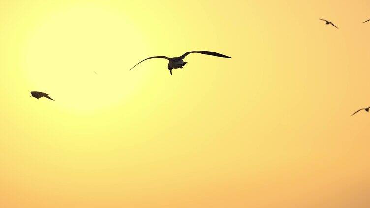 海鸥 海鸥飞翔 海鸟