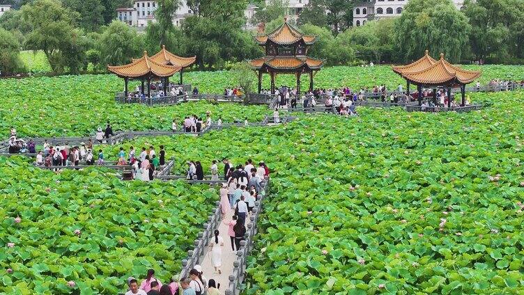 贵州安龙千亩荷塘 荷花盛开 市民游玩 