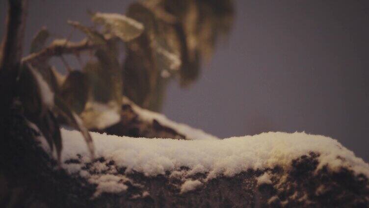 自然下雪雪花植物积雪