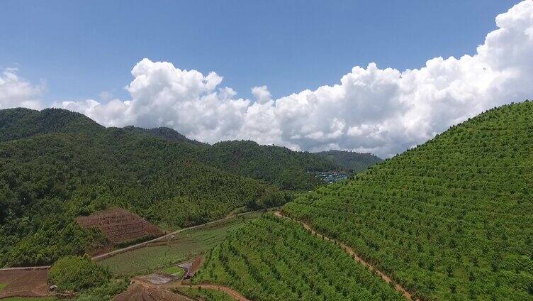 茶山 航拍 延时