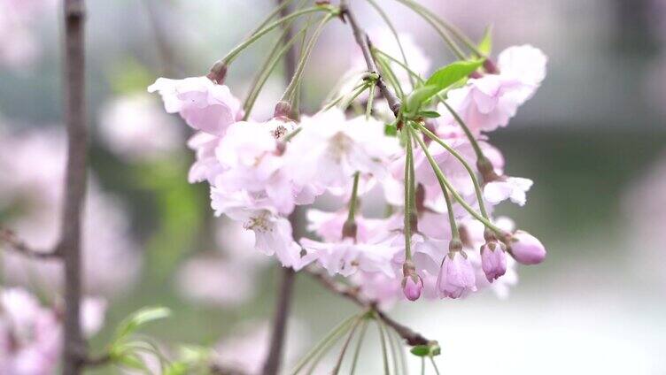 春天樱花唯美空镜